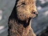 Marmotte