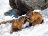Marmottes-01