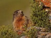 Marmottes-02