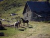 Bergerie-en-cerces
