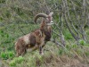 Mouflon-2