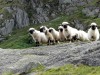 Mouflons