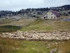 Mouton-en-troupeau-en-Vercors