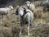 Moutons-2