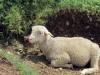 Moutons-Dent-de-Crolles-2