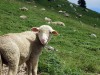 Moutons-Dent-de-Crolles-3