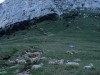 Moutons-Dent-de-Crolles-5