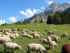 Moutons-dalpage