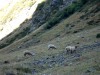 Moutons-en-Oisans