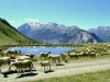 Moutons-troupeau-1