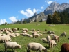 moutons-alpage
