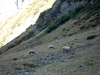 moutons-en-oisans