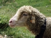 moutons_crolles-1