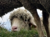 moutons_crolles-2