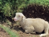 moutons_crolles-3