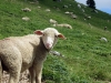 moutons_crolles-4