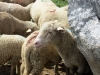 moutons_crolles-5