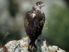 Aigle