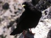 Chocard-2