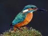 Eisvogel