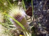 Chardon-vert-et-papillon