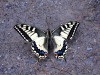 Machaon