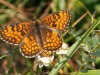 Papillon-34
