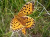 Papillon-jaune-4-ailes-2