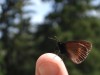 Papillon-sur-doigt
