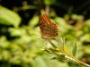 Papillon-sur-plante