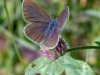 Papillon-sur-trefle