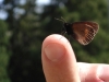 papillon-sur-doigt