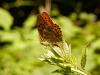 papillon-sur-ronce