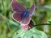 papillon-sur-trefle