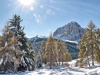 Neige-et-melezes