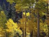 foret-14