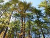 foret-7
