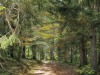 foret-8