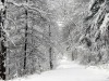 forets-1