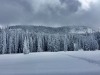 forets-4