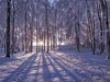 forets-7