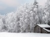 winter_trees_hut-2065997