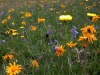 Prairie-au-Lautaret