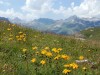 Prairie-darnicas
