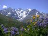 Prairie-fleurie-face-a-la-Meije