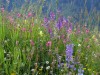 pelouse-alpine