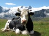 Vache-a-Mauterndorf