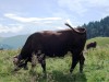 Vache-au-col-des-aravis-1