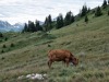 Vache-broutant