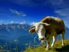 Vache-seule
